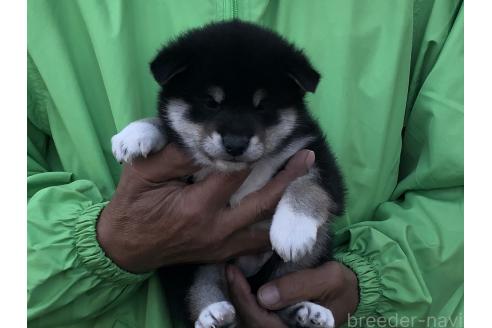 成約済の愛知県の柴犬-364920の3枚目