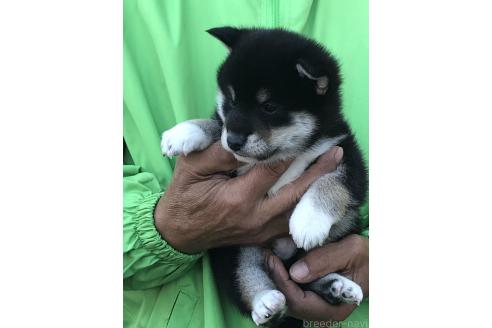 成約済の愛知県の柴犬-364920の2枚目