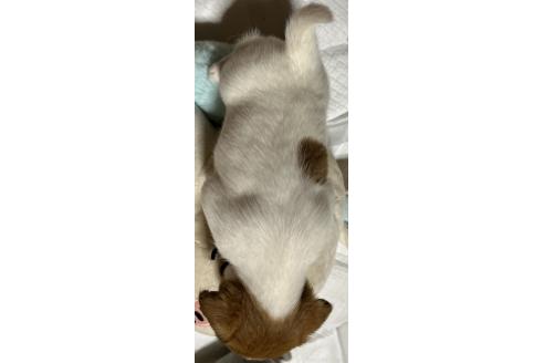 成約済の千葉県のジャックラッセルテリア-366707の2枚目