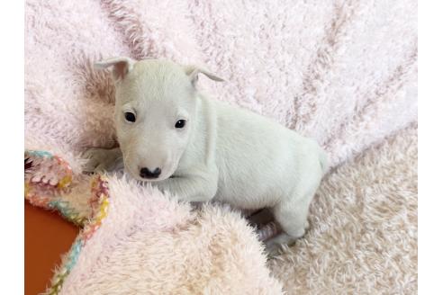 成約済の三重県のミニチュアブルテリア-366720の8枚目