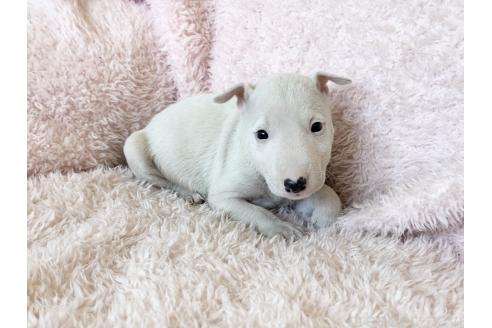 成約済の三重県のミニチュアブルテリア-366720の7枚目