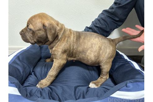 成約済の千葉県のアメリカンピットブルテリア-366727の4枚目