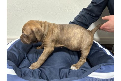 成約済の千葉県のアメリカンピットブルテリア-366727の2枚目