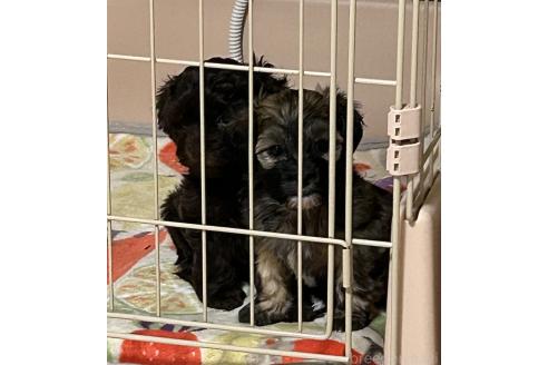 成約済の大阪府のミックス犬-364269の2枚目
