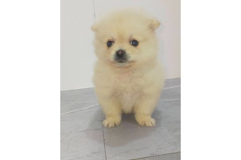 成約済の宮崎県のマルプー:マルチーズ×トイプードル-366734の1枚目
