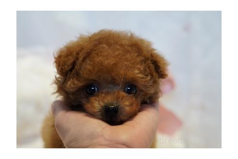 成約済の兵庫県のタイニープードル-362122の4枚目