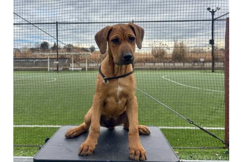 成約済の東京都のその他の犬種-357726の2枚目