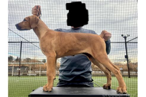 成約済の東京都のその他の犬種-357726の1枚目
