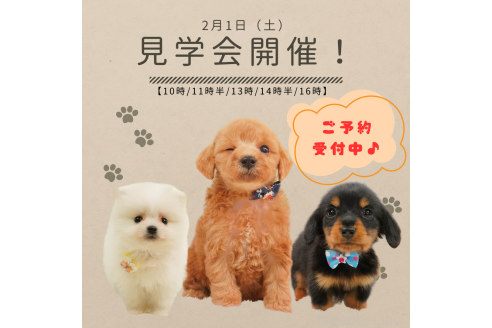 成約済の静岡県のミニチュアダックスフンド(ロングヘアード)-364413の2枚目
