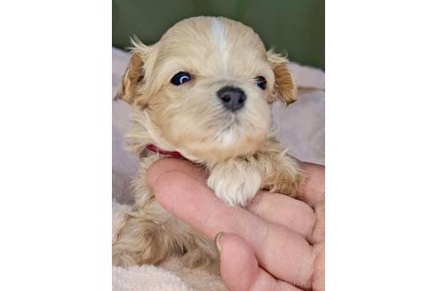 成約済の群馬県のマルプー:マルチーズ×トイプードル-366776の6枚目