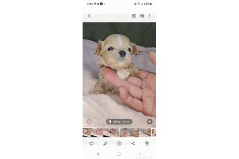成約済の群馬県のマルプー:マルチーズ×トイプードル-366776の5枚目