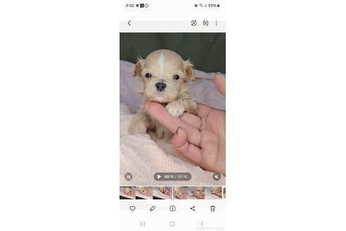 成約済の群馬県のマルプー:マルチーズ×トイプードル-366776の4枚目