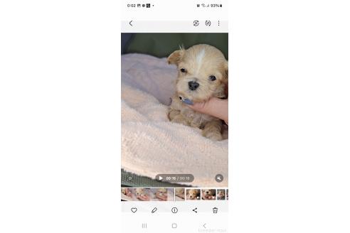 成約済の群馬県のマルプー:マルチーズ×トイプードル-366776の2枚目