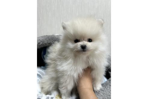 成約済の大阪府のポメラニアン-366787の4枚目