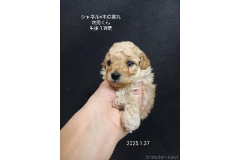 成約済の大阪府のティーカッププードル-362743の3枚目