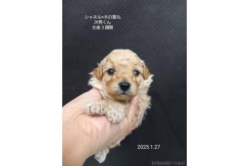 成約済の大阪府のティーカッププードル-362743の2枚目
