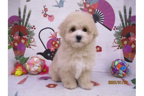 成約済の鳥取県のマルプー:マルチーズ×トイプードル-361104の3枚目