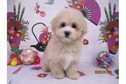 成約済の鳥取県のマルプー:マルチーズ×トイプードル-361104の2枚目