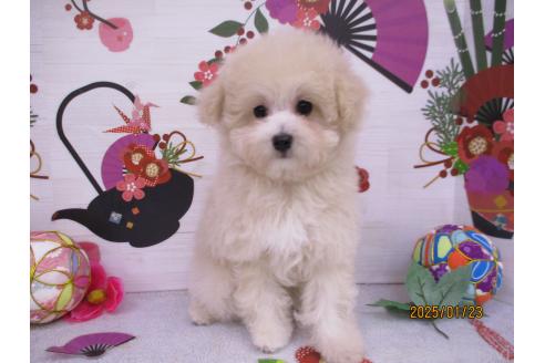 成約済の鳥取県のマルプー:マルチーズ×トイプードル-361116の3枚目