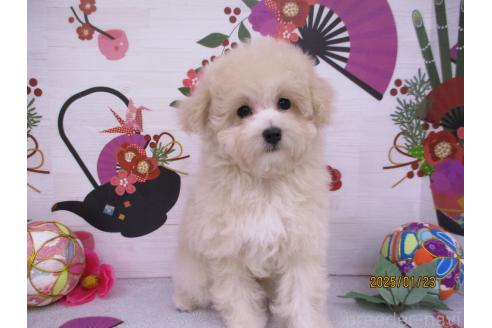 成約済の鳥取県のマルプー:マルチーズ×トイプードル-361116の2枚目