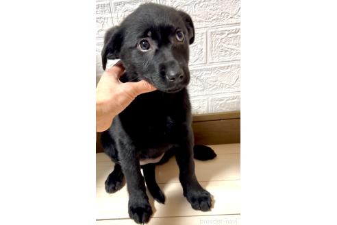 成約済の奈良県のミックス犬-357914の4枚目