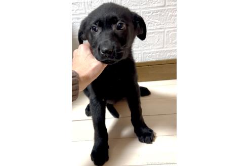 成約済の奈良県のミックス犬-357914の3枚目