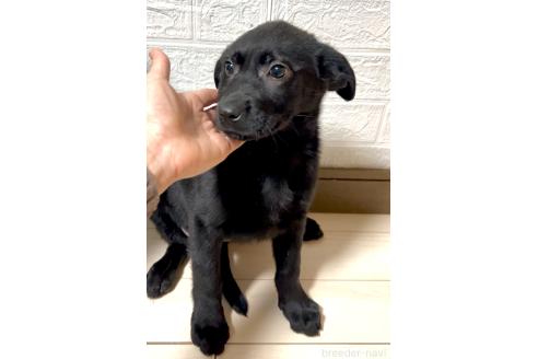 成約済の奈良県のミックス犬-357914の2枚目
