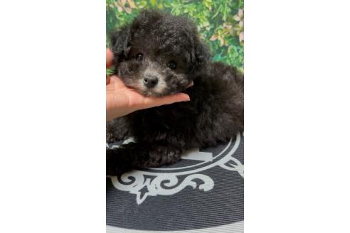 成約済の愛媛県のミックス犬-366789の1枚目