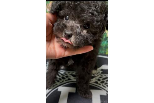 成約済の愛媛県のミックス犬-366789の2枚目