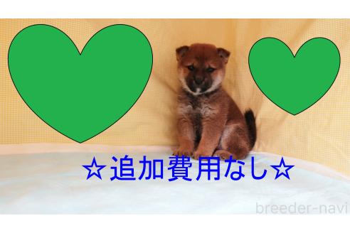 成約済の東京都の柴犬-366819