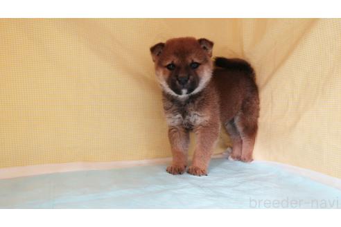 成約済の東京都の柴犬-366819の6枚目