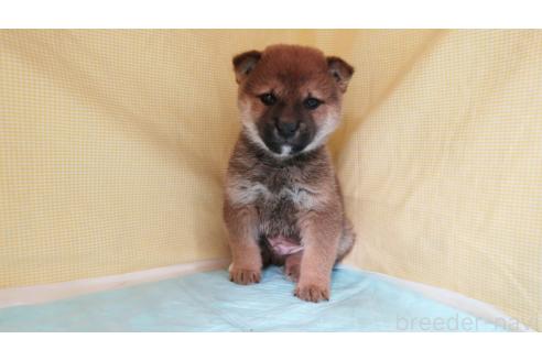 成約済の東京都の柴犬-366819の5枚目