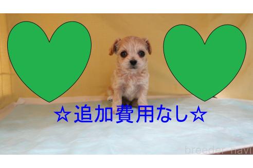 成約済の東京都のチワプー:チワワ×トイプードル-366820