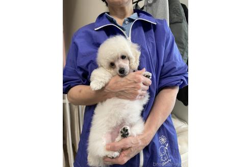 成約済の長野県のトイプードル-366829の23枚目