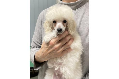成約済の長野県のトイプードル-366830の16枚目