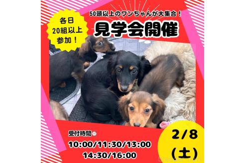 成約済の茨城県のトイプードル-357782の3枚目