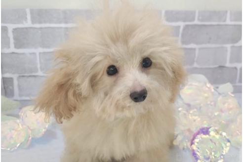 成約済の東京都のミックス犬-342589の14枚目