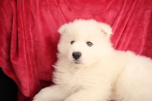 成約済の東京都のサモエド-366845の3枚目