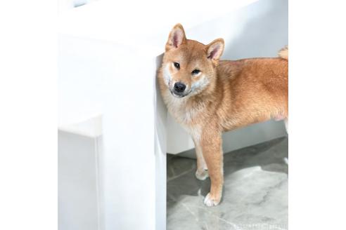 成約済の埼玉県の柴犬-322039の1枚目