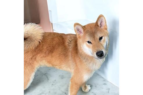 成約済の埼玉県の柴犬-322039の2枚目