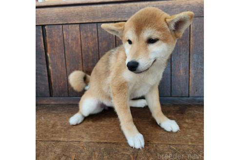 販売中の大阪府の柴犬-353417の3枚目