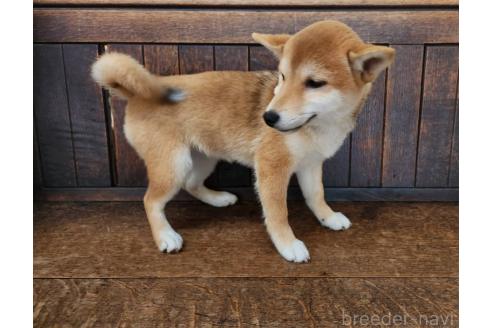 販売中の大阪府の柴犬-353417の2枚目