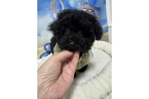 成約済の埼玉県のティーカッププードル-355898の4枚目