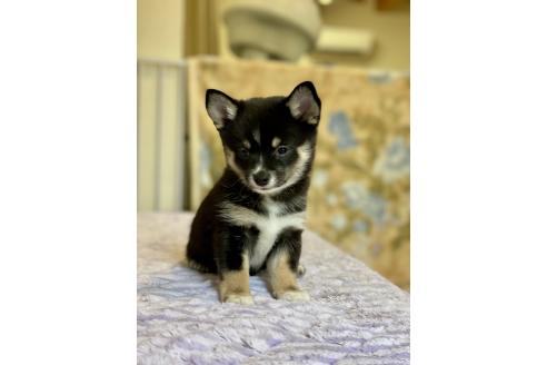 成約済の大分県のミックス犬-363420の12枚目