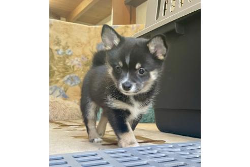 成約済の大分県のミックス犬-363420の11枚目