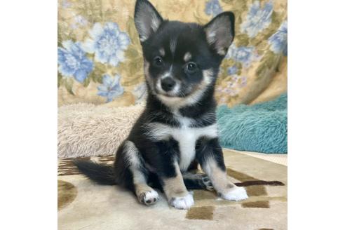成約済の大分県のミックス犬-363420の10枚目