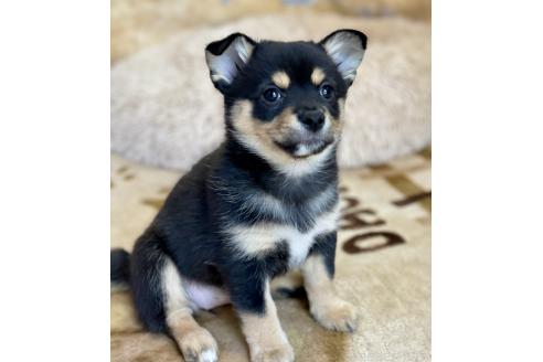 成約済の大分県のミックス犬-363419の3枚目