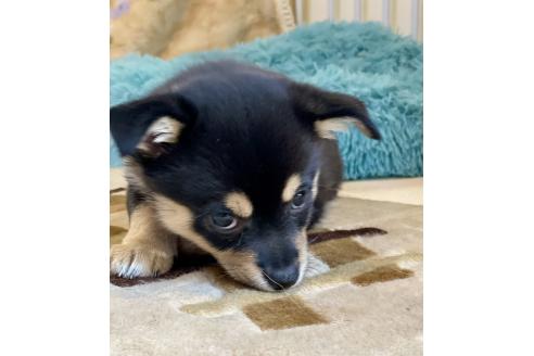 成約済の大分県のミックス犬-363419の2枚目