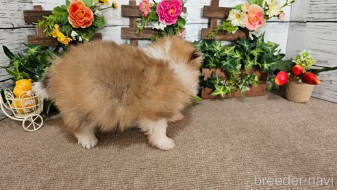 成約済の埼玉県のポメラニアン-366744の5枚目