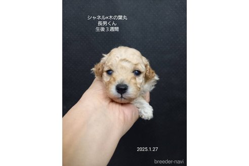 成約済の大阪府のティーカッププードル-362742の2枚目